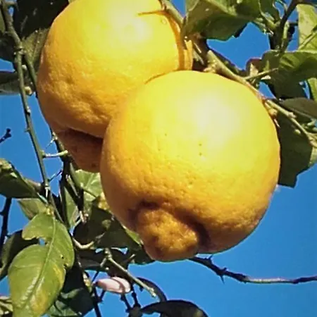Alojamento de Acomodação e Pequeno-almoço Sole E Mare Ladispoli